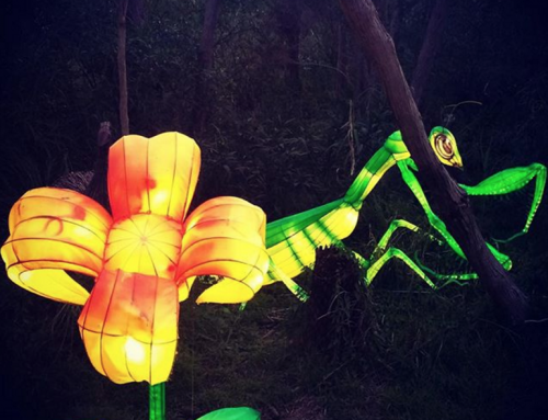 LANTASIA: A Light Sculpture Event in the Night Garden