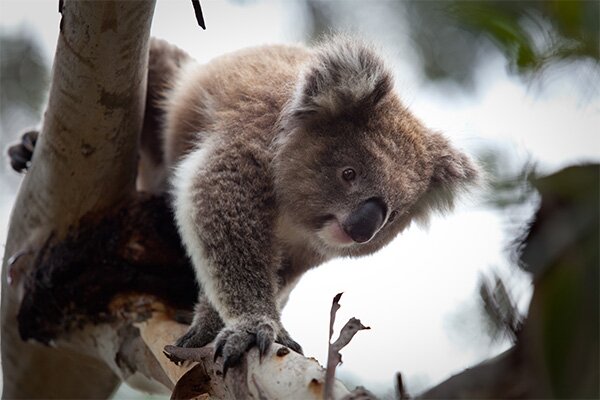 Koala_web_600x400